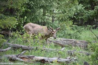 Filename=DSC_6903.JPG
Filesize=21688KiB
Dimensions=7360x4912
Date added=Sep 18, 2019 DSC_6903.JPG