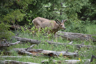 Filename=DSC_6904.JPG
Filesize=21318KiB
Dimensions=7360x4912
Date added=Sep 18, 2019 DSC_6904.JPG