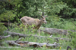 Filename=DSC_6906.JPG
Filesize=21581KiB
Dimensions=7360x4912
Date added=Sep 18, 2019 DSC_6906.JPG