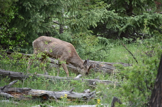 Filename=DSC_6907.JPG
Filesize=20636KiB
Dimensions=7360x4912
Date added=Sep 18, 2019 DSC_6907.JPG