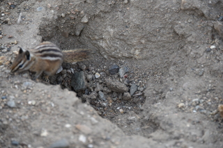 Filename=DSC_6955.JPG
Filesize=17234KiB
Dimensions=7360x4912
Date added=Sep 18, 2019 DSC_6955.JPG