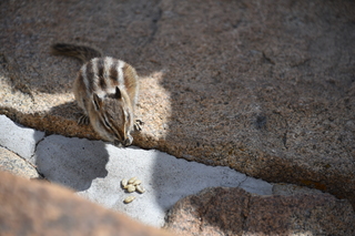 Filename=DSC_6970.JPG
Filesize=18057KiB
Dimensions=7360x4912
Date added=Sep 18, 2019 DSC_6970.JPG