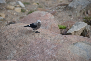 Filename=DSC_6983.JPG
Filesize=17271KiB
Dimensions=7360x4912
Date added=Sep 18, 2019 DSC_6983.JPG