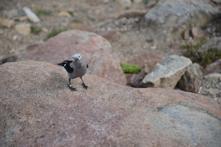 Filename=DSC_6984.JPG
Filesize=17032KiB
Dimensions=7360x4912
Date added=Sep 18, 2019 DSC_6984.JPG