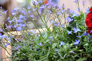 Filename=DSC_7023.JPG
Filesize=17369KiB
Dimensions=7360x4912
Date added=Sep 18, 2019 DSC_7023.JPG