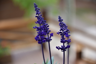 Filename=DSC_7024.JPG
Filesize=14417KiB
Dimensions=7360x4912
Date added=Sep 18, 2019 DSC_7024.JPG