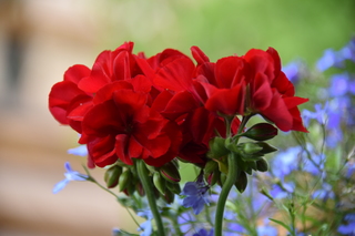 Filename=DSC_7025.JPG
Filesize=15780KiB
Dimensions=7360x4912
Date added=Sep 18, 2019 DSC_7025.JPG