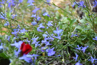 Filename=DSC_7026.JPG
Filesize=17849KiB
Dimensions=7360x4912
Date added=Sep 18, 2019 DSC_7026.JPG