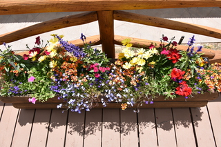 Filename=DSC_7030.JPG
Filesize=21721KiB
Dimensions=7360x4912
Date added=Sep 18, 2019 DSC_7030.JPG