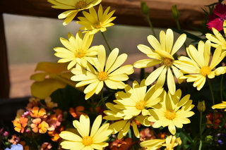 Filename=DSC_7031.JPG
Filesize=15621KiB
Dimensions=7360x4912
Date added=Sep 18, 2019 DSC_7031.JPG