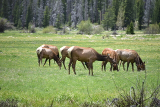 Filename=DSC_7052.JPG
Filesize=20228KiB
Dimensions=7360x4912
Date added=Sep 18, 2019 DSC_7052.JPG