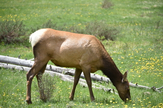 Filename=DSC_7053.JPG
Filesize=20796KiB
Dimensions=7360x4912
Date added=Sep 18, 2019 DSC_7053.JPG