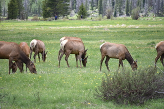 Filename=DSC_7057.JPG
Filesize=18023KiB
Dimensions=7360x4912
Date added=Sep 18, 2019 DSC_7057.JPG