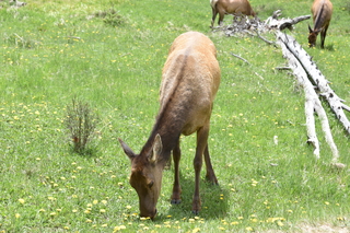 Filename=DSC_7068.JPG
Filesize=24943KiB
Dimensions=7360x4912
Date added=Sep 18, 2019 DSC_7068.JPG