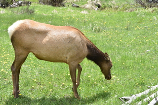 Filename=DSC_7071.JPG
Filesize=23593KiB
Dimensions=7360x4912
Date added=Sep 18, 2019 DSC_7071.JPG