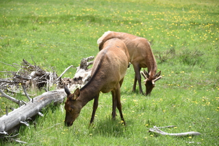 Filename=DSC_7076.JPG
Filesize=22291KiB
Dimensions=7360x4912
Date added=Sep 18, 2019 DSC_7076.JPG