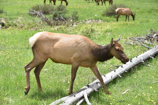 Filename=DSC_7077.JPG
Filesize=24015KiB
Dimensions=7360x4912
Date added=Sep 18, 2019 DSC_7077.JPG