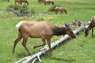 Filename=DSC_7078.JPG
Filesize=23359KiB
Dimensions=7360x4912
Date added=Sep 18, 2019 DSC_7078.JPG