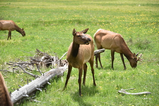 Filename=DSC_7084.JPG
Filesize=22247KiB
Dimensions=7360x4912
Date added=Sep 19, 2019 DSC_7084.JPG