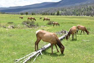 Filename=DSC_7087.JPG
Filesize=24808KiB
Dimensions=7360x4912
Date added=Sep 19, 2019 DSC_7087.JPG