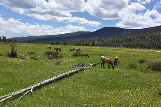 Filename=DSC_7088.JPG
Filesize=23930KiB
Dimensions=7360x4912
Date added=Sep 19, 2019 DSC_7088.JPG