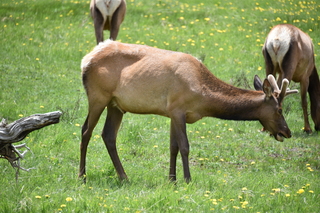 Filename=DSC_7091.JPG
Filesize=21082KiB
Dimensions=7360x4912
Date added=Sep 19, 2019 DSC_7091.JPG