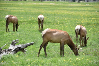 Filename=DSC_7092.JPG
Filesize=22077KiB
Dimensions=7360x4912
Date added=Sep 19, 2019 DSC_7092.JPG