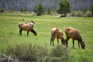 Filename=DSC_7094.JPG
Filesize=19124KiB
Dimensions=7360x4912
Date added=Sep 19, 2019 DSC_7094.JPG