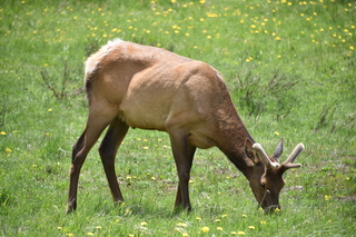 Filename=DSC_7098.JPG
Filesize=21201KiB
Dimensions=7360x4912
Date added=Sep 19, 2019 DSC_7098.JPG