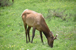 Filename=DSC_7104.JPG
Filesize=21775KiB
Dimensions=7360x4912
Date added=Sep 19, 2019 DSC_7104.JPG