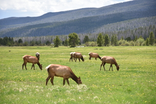 Filename=DSC_7116.JPG
Filesize=19932KiB
Dimensions=7360x4912
Date added=Sep 19, 2019 DSC_7116.JPG