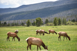 Filename=DSC_7117.JPG
Filesize=19208KiB
Dimensions=7360x4912
Date added=Sep 19, 2019 DSC_7117.JPG