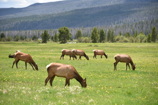 Filename=DSC_7121.JPG
Filesize=20140KiB
Dimensions=7360x4912
Date added=Sep 19, 2019 DSC_7121.JPG