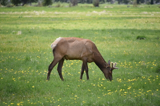 Filename=DSC_7122.JPG
Filesize=18635KiB
Dimensions=7360x4912
Date added=Sep 19, 2019 DSC_7122.JPG