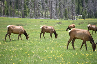 Filename=DSC_7127.JPG
Filesize=18858KiB
Dimensions=7360x4912
Date added=Sep 19, 2019 DSC_7127.JPG