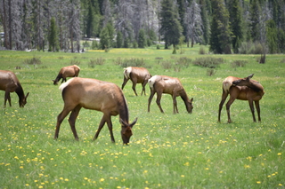 Filename=DSC_7128.JPG
Filesize=18586KiB
Dimensions=7360x4912
Date added=Sep 19, 2019 DSC_7128.JPG