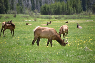 Filename=DSC_7129.JPG
Filesize=19277KiB
Dimensions=7360x4912
Date added=Sep 19, 2019 DSC_7129.JPG