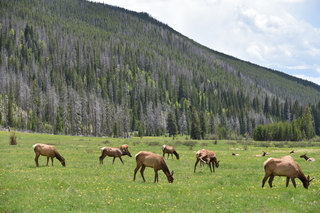 Filename=DSC_7131.JPG
Filesize=22636KiB
Dimensions=7360x4912
Date added=Sep 19, 2019 DSC_7131.JPG