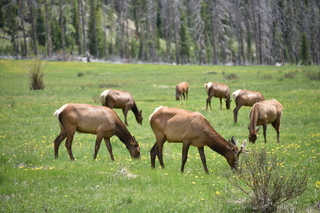 Filename=DSC_7134.JPG
Filesize=19632KiB
Dimensions=7360x4912
Date added=Sep 19, 2019 DSC_7134.JPG