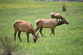 Filename=DSC_7136.JPG
Filesize=19408KiB
Dimensions=7360x4912
Date added=Sep 19, 2019 DSC_7136.JPG