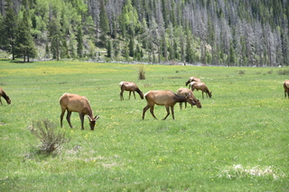 Filename=DSC_7137.JPG
Filesize=23481KiB
Dimensions=7360x4912
Date added=Sep 19, 2019 DSC_7137.JPG