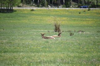 Filename=DSC_7147.JPG
Filesize=18931KiB
Dimensions=7360x4912
Date added=Sep 19, 2019 DSC_7147.JPG