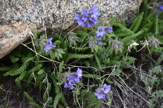 Filename=DSC_7227.JPG
Filesize=18040KiB
Dimensions=7360x4912
Date added=Sep 19, 2019 DSC_7227.JPG