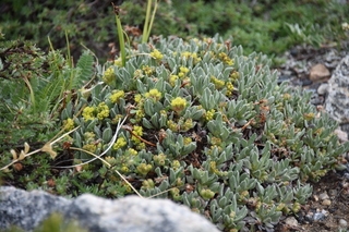 Filename=DSC_7228.JPG
Filesize=18784KiB
Dimensions=7360x4912
Date added=Sep 19, 2019 DSC_7228.JPG