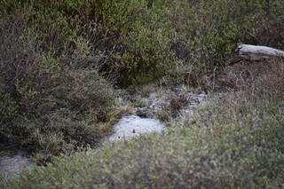 Filename=DSC_7232.JPG
Filesize=21942KiB
Dimensions=7360x4912
Date added=Sep 19, 2019 DSC_7232.JPG