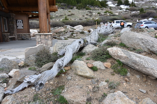 Filename=DSC_7237.JPG
Filesize=23517KiB
Dimensions=7360x4912
Date added=Sep 19, 2019 DSC_7237.JPG