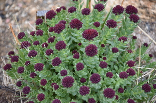 Filename=DSC_7238.JPG
Filesize=17747KiB
Dimensions=7360x4912
Date added=Sep 19, 2019 DSC_7238.JPG