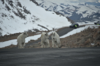 Filename=DSC_7308.JPG
Filesize=14423KiB
Dimensions=7360x4912
Date added=Sep 19, 2019 DSC_7308.JPG