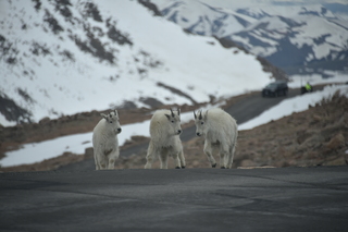 Filename=DSC_7309.JPG
Filesize=14426KiB
Dimensions=7360x4912
Date added=Sep 19, 2019 DSC_7309.JPG