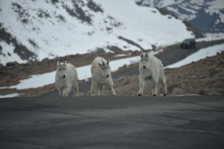 Filename=DSC_7310.JPG
Filesize=14569KiB
Dimensions=7360x4912
Date added=Sep 19, 2019 DSC_7310.JPG